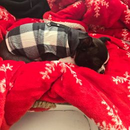 Boston Terrier Puppies from I Love Pups