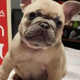 French Bulldogs from Cope Frenchies