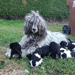 Poodles from Seyc