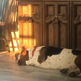 Basset Hound Puppies from Sage Acres