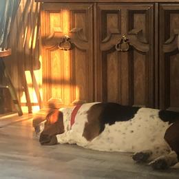Basset Hound Puppies from Sage Acres