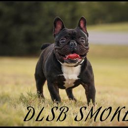 Smoke - French Bulldog
