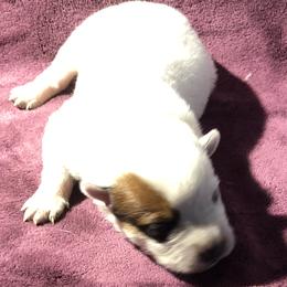 L65-07 - Red speckled male Australian Cattle Dog puppy in Sheridan, Oregon from 6pk Cattledogs