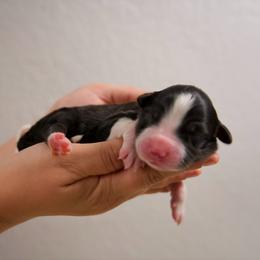 Joey - Black tri-color male Australian Shepherd puppy in Bertram, Texas from Ashley’s Australian Shepherds