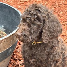 Tan Collar Boy - Brown male Poodle puppy in Colorado Springs, Colorado from Pikes Peak Doodles