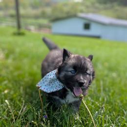 Paulette - Agouti and white Siberian Husky puppy in Coshocton, Ohio from Wyant Farms