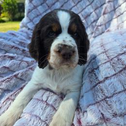 Vale - Liver and white female English Springer Spaniel puppy in Hephzibah, Georgia from Sidel's Springers