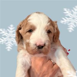 Girl 2 - Parti female Springerdoodle puppy in Murrells Inlet, South Carolina from SpringerDoodles at the Beach