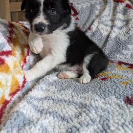 Border Collie Puppies from Harmonie 21 Border Collies