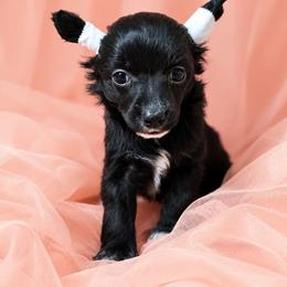 Posy - Black female Chinese Crested puppy in Ocala, Florida from Crestie Charm Cottage