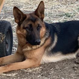 Mona - German Shepherd
