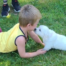 Australian Shepherd, Golden Retriever, and Mastiff Puppies from Barking Creek Ranch