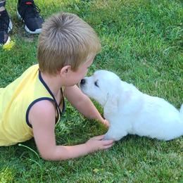Australian Shepherd, Golden Retriever, and Mastiff Puppies from Barking Creek Ranch
