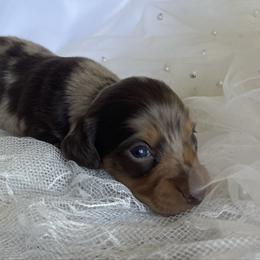 Bell - Dapple female Dachshund puppy in Jackson, Tennessee from Cashmere Crown Mini Dachshunds