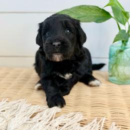 Bloom - Black female Goldendoodle puppy in Livermore, Colorado from Heritage Hills Family Doodles
