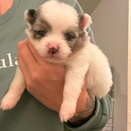 Hux - Blue merle male Pomeranian puppy in New Plymouth, Idaho from Pawdawan Poms