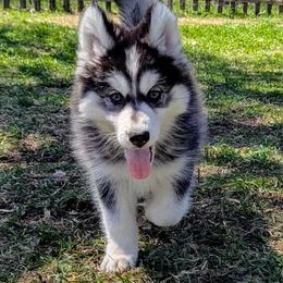 Valentina - Black and white Siberian Husky puppy in Lake Park, Minnesota from ThunderStruck Siberians