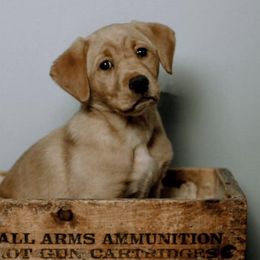 Labrador Retrievers from Northernwoods Kennel