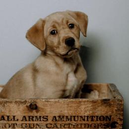Labrador Retrievers from Northernwoods Kennel