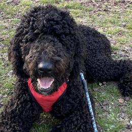 Aussiedoodles from PJ Doodles
