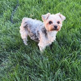 Sasha - Yorkshire Terrier