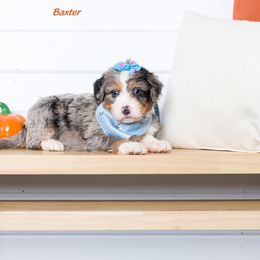 Bernedoodle Puppies from Pawsh Bernedoodles