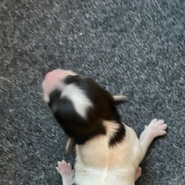 Papillon Puppies from Limited Run Papillons