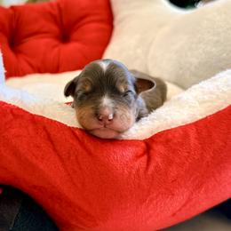 Boy 2 - male Bernedoodle puppy in Fallbrook, California from BFF Bernedoodles