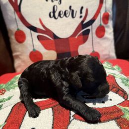 Ellie - Black female Goldendoodle puppy in Decatur, Texas from 4F Farms