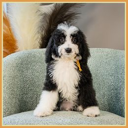 Slinger - Phantom male Bernedoodle puppy in Connersville, Indiana from Deaz Doodle Ranch