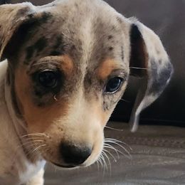 Dachshunds from Jennifer's Dachshunds