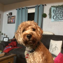 Bella - Cavapoo