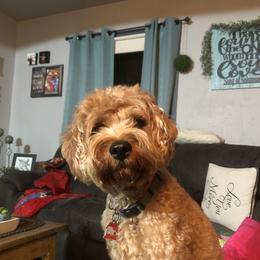 Bella - Cavapoo