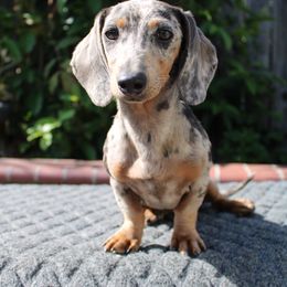 Sage - Dachshund