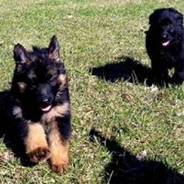 German Shepherd Puppies from von Bauernhöfe Bedard