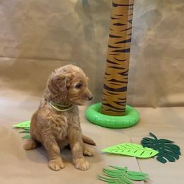 Goldendoodle Puppies from Dhalia’s Doodles