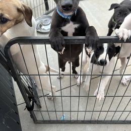 Golden Retriever and Greyhound Puppies from K and E Kennels