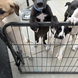Golden Retriever and Greyhound Puppies from K and E Kennels