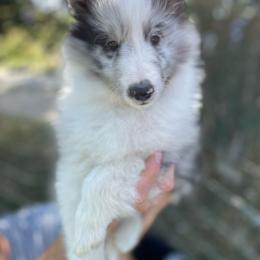 Chevy - White blue merle and tan male Shetland Sheepdog puppy in Emmett, Idaho from MacGregor Shelties
