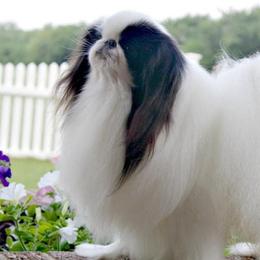 Japanese Chins from Sakura Japanese Chin