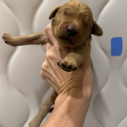 Blue Collar - Dark golden male Golden Retriever puppy in Turtlepoint, Pennsylvania from Allegheny River Retrievers