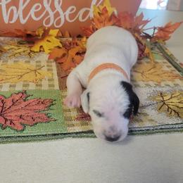 Forest - White and black male Dalmatian puppy in Grant, Michigan from Savannah Woltanski