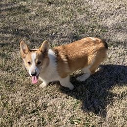 Mickey - Red Pembroke Welsh Corgi puppy in Great Bend, Kansas from Mak-N-Hay Farms