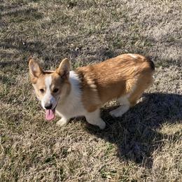 Mickey - Red Pembroke Welsh Corgi puppy in Great Bend, Kansas from Mak-N-Hay Farms