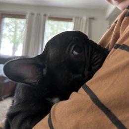 French Bulldog Puppies from Paw and Oates