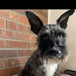 Dee - Miniature Schnauzer