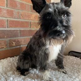 Dee - Miniature Schnauzer