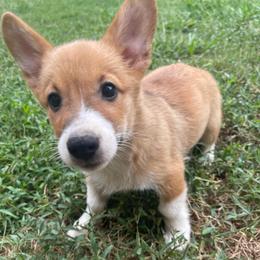 Mr silver - Red male Pembroke Welsh Corgi puppy in Adairsville, Georgia from R&R Corgis