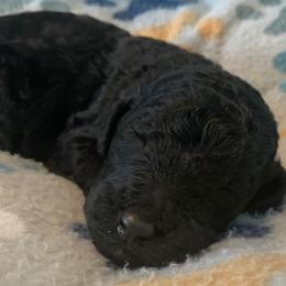 Poodles from Marsway Poodles