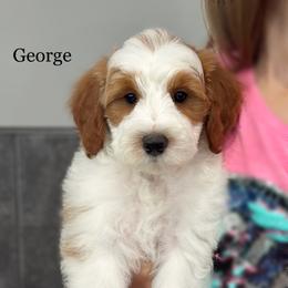 George-Petite - Parti male Goldendoodle puppy in Milford, Indiana from Railway Acres Kennel